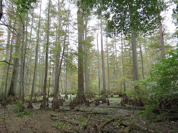 cypress swamp